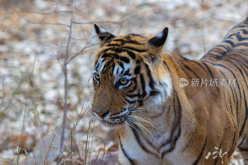 孟加拉虎，Ranthambore -印度